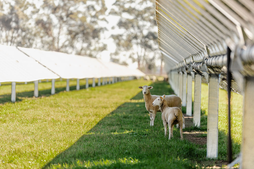Sheep under solar panel