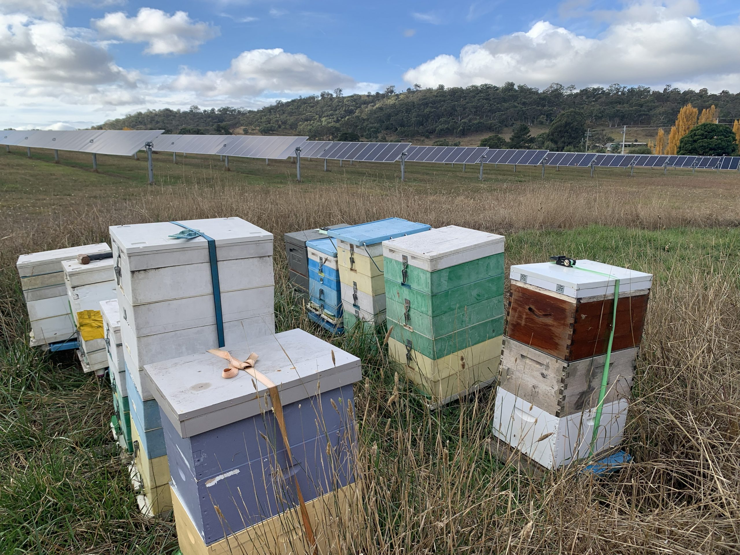 Bee hives at Mt Majura Solar Farm